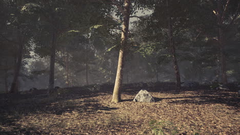 un camino de bosque sinuoso rodeado de árboles de niebla en una mañana tranquila