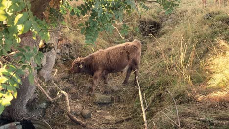 Una-Vaca-Joven-De-Las-Tierras-Altas-Pastando-En-La-Hierba-De-Una-Colina