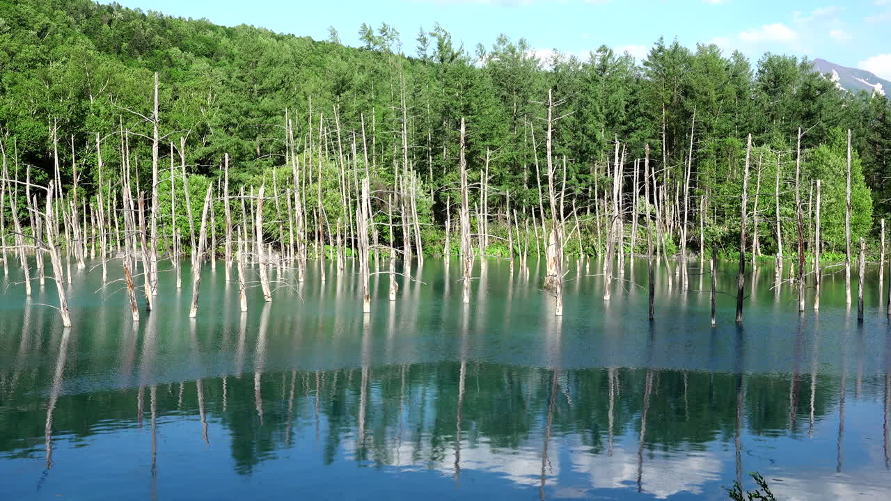 Blue pond  Hokkaido Shirogane Japan with the reflection of the trees in the water and a beautiful blue sky with white clouds a wonderful and nature relaxing landscape