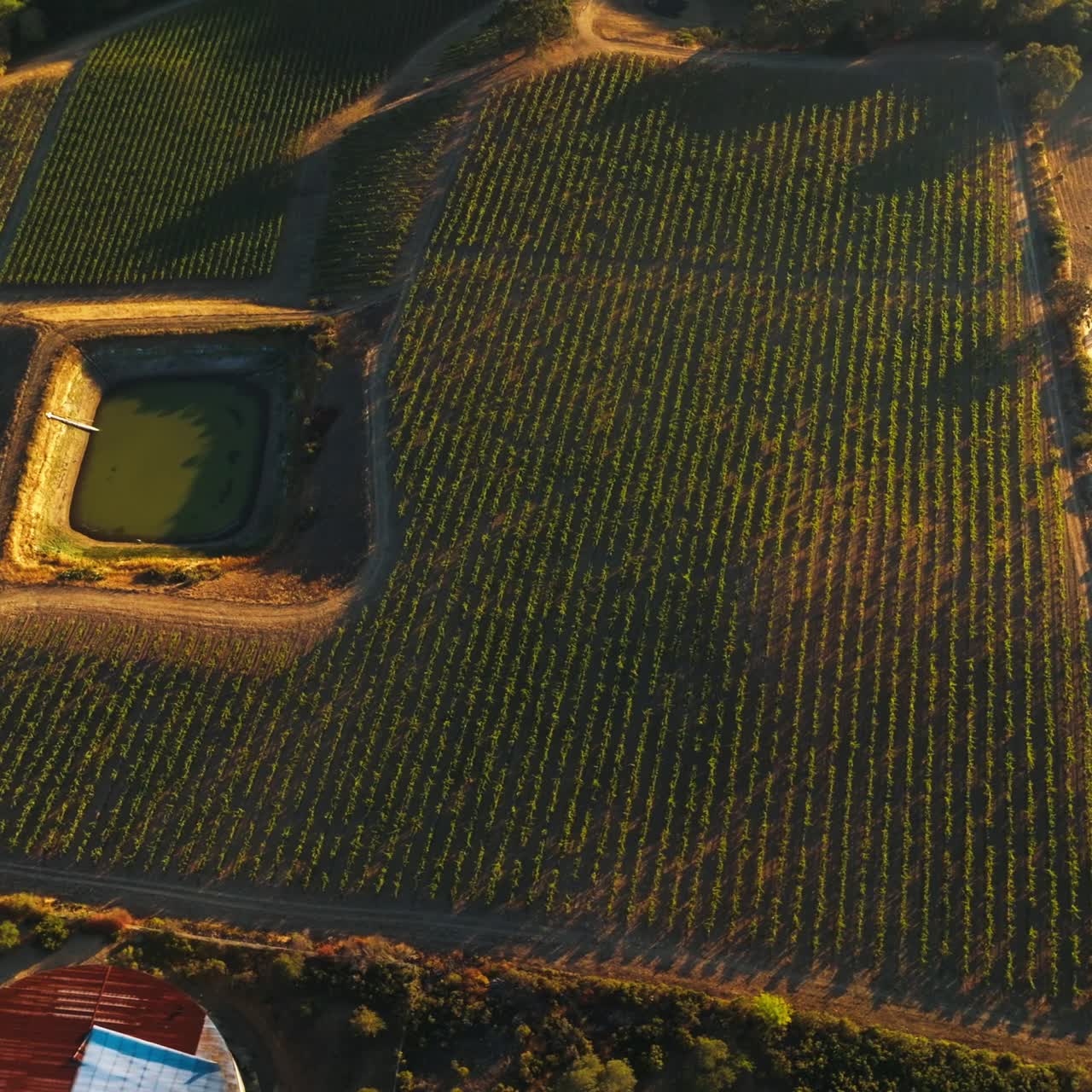 Volando sopra gli ordinati frutteti di Napa, California, USA. Piccolo stagno artificiale al centro dei vigneti. Vista dall'alto