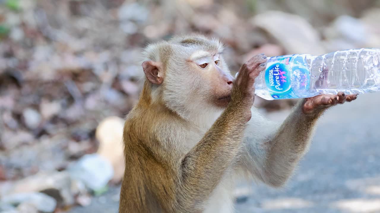 A southern pig-tailed macaque skillfully drinks from a plastic water bottle in a forest setting