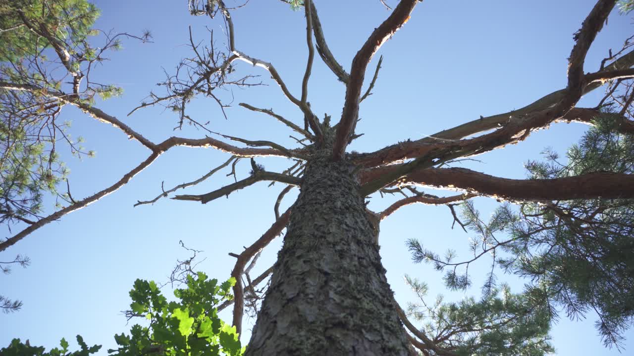 Old dead tree, view up tree bark with blue sky background