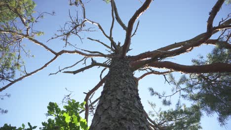 old dead tree, view up tree bark with blue sky background