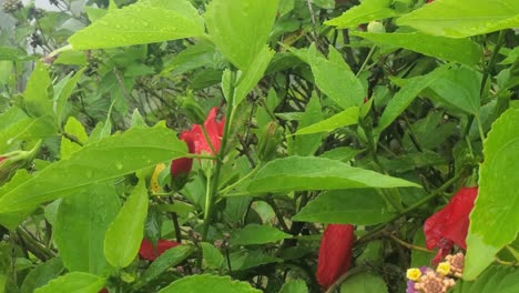 Cayenne-and-Lantana-Cariaquito-purple-flowers-in-tropical-green-garden,-close-up