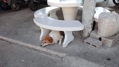 a small dog moves through a spiral staircase