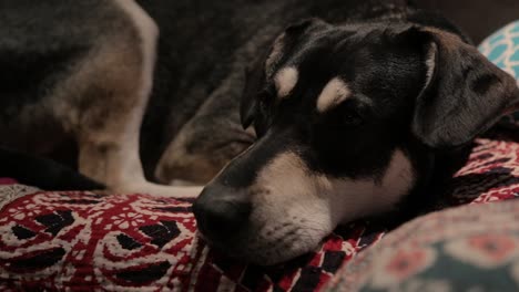 Ein-Trauriger-Hund-Liegt-Allein-Auf-Einer-Couch