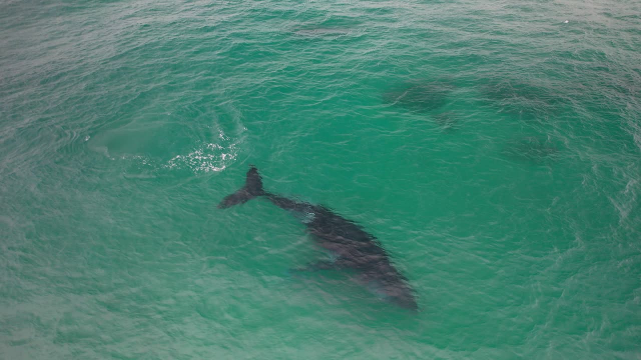 Humpback Whale Swims Under Surface In Coastal Waters Of Byron Bay In Australia. drone shot, tilt-down