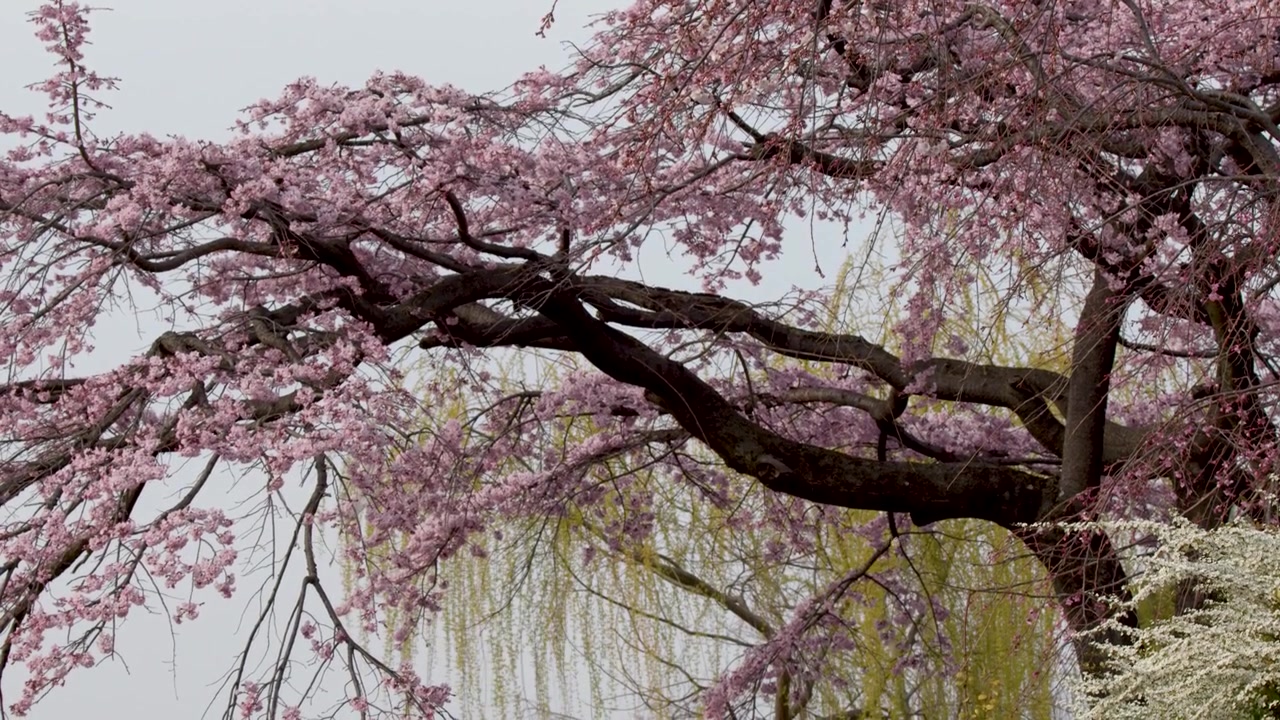 Primo piano di fiori di ciliegio piangente rosa su rami scuri contro un cielo coperto.