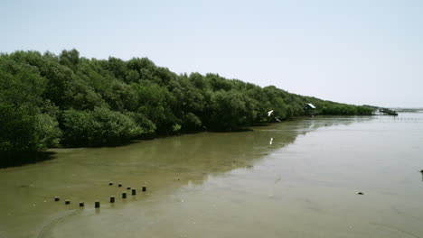 Slow-motion-of-seagulls-flying-above-the-murky-estuarine-waters-at-Bangphu-Recreation-Area-in-Samut-Prakan,-in-Thailand