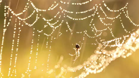 Raindrops-on-the-spider-web.-Cobwebs-in-small-drops-of-rain.