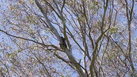 icónico oso koala nativo australiano escalando un eucalipto para escapar del calor del verano