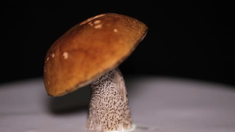 champiñón silvestre, bolete de abedul naranja