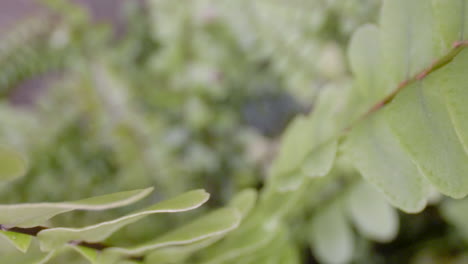 primer plano de las hojas de una planta de helecho