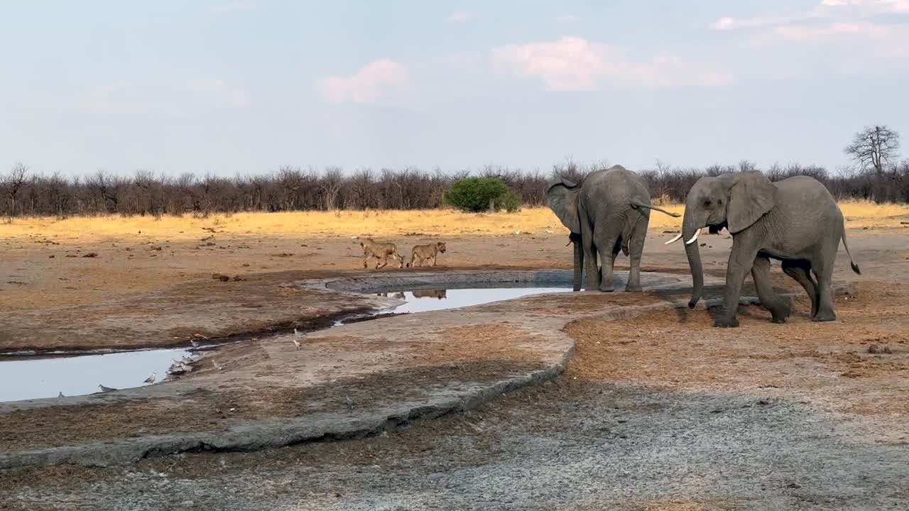 African bush elephants (Loxodonta africana) coming to drink at an artificial waterhole, lions going away. Savuti (Savute) region of the Chobe National Park, Botswana