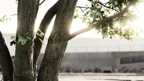 tree in urban setting with sunlight