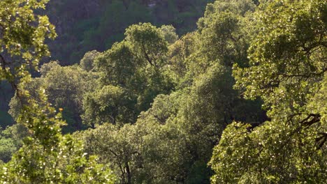 mountain forest in the sierras de merlo, san luis, argentina