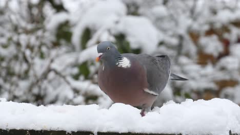 Woodpigeon-Columba-Palumbusow-Alimentándose-De-Mesa-De-Pájaros-Cubiertos-De-Nieve