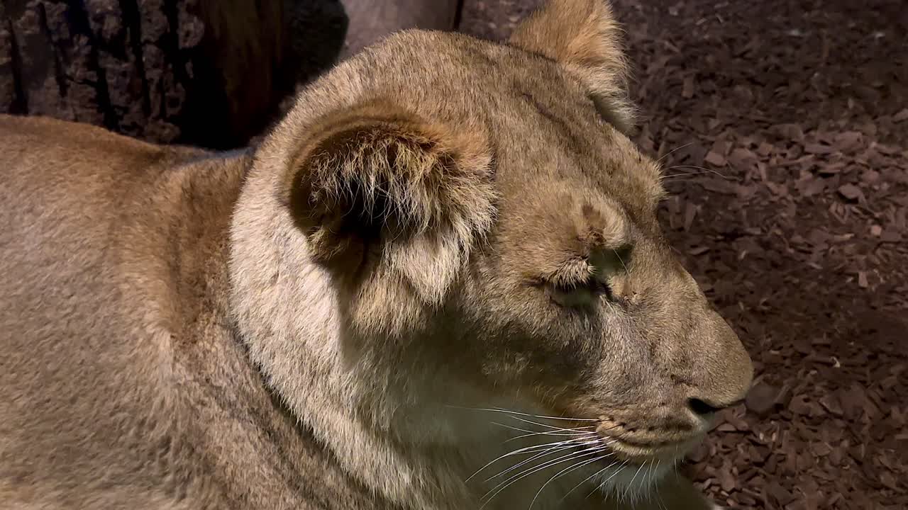 dulce leona descansando afuera a la luz del sol
