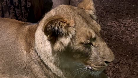 Sweet-Female-Lion-resting-outside-in-sunlight