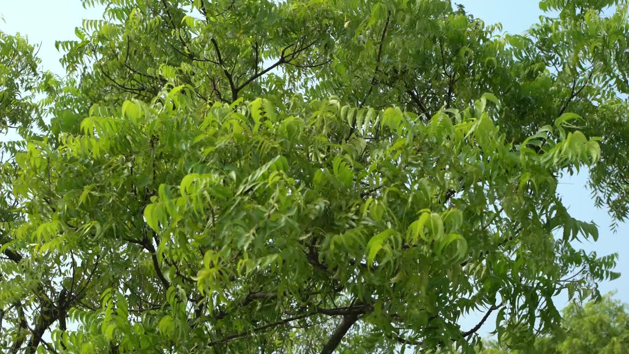 las hojas de neem o azadirachta indica son un ingrediente medicinal muy útil