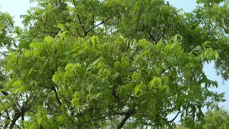 Neemblätter-Oder-Azadirachta-Indica-Sind-Ein-Sehr-Nützlicher-Medizinischer-Inhaltsstoff