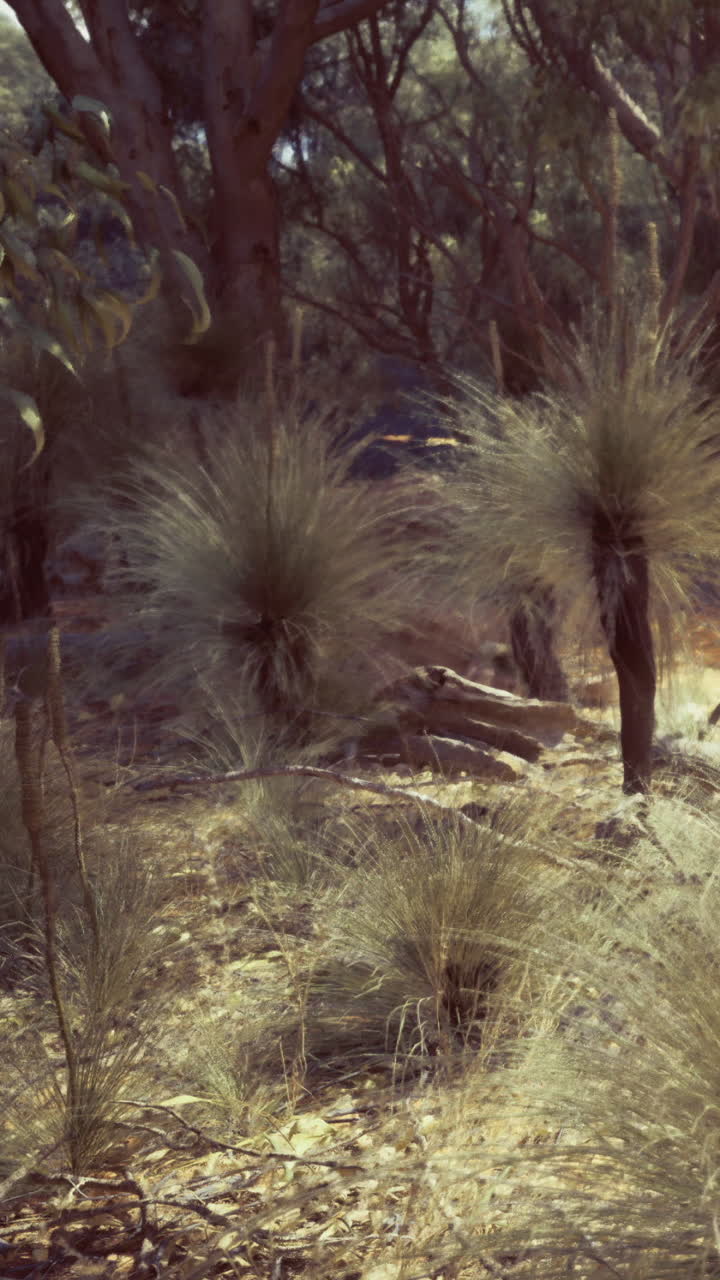 Le piante autoctone prosperano nella luce dorata del sole della placida boscaglia australiana.