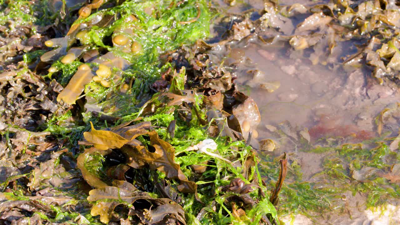 Sunlit ocean water flows over brown kelp and green algae on a rocky shoreline, with gentle camera movement capturing natural textures and tidal motion
