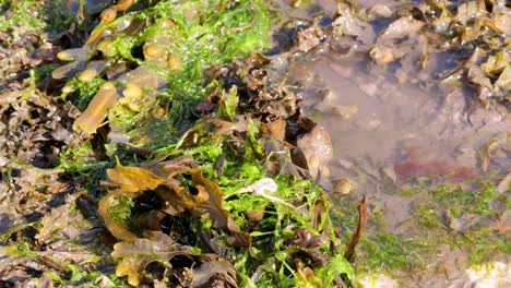 sunlit ocean water flows over brown kelp and green algae on a rocky shoreline, with gentle camera movement capturing natural textures and tidal motion