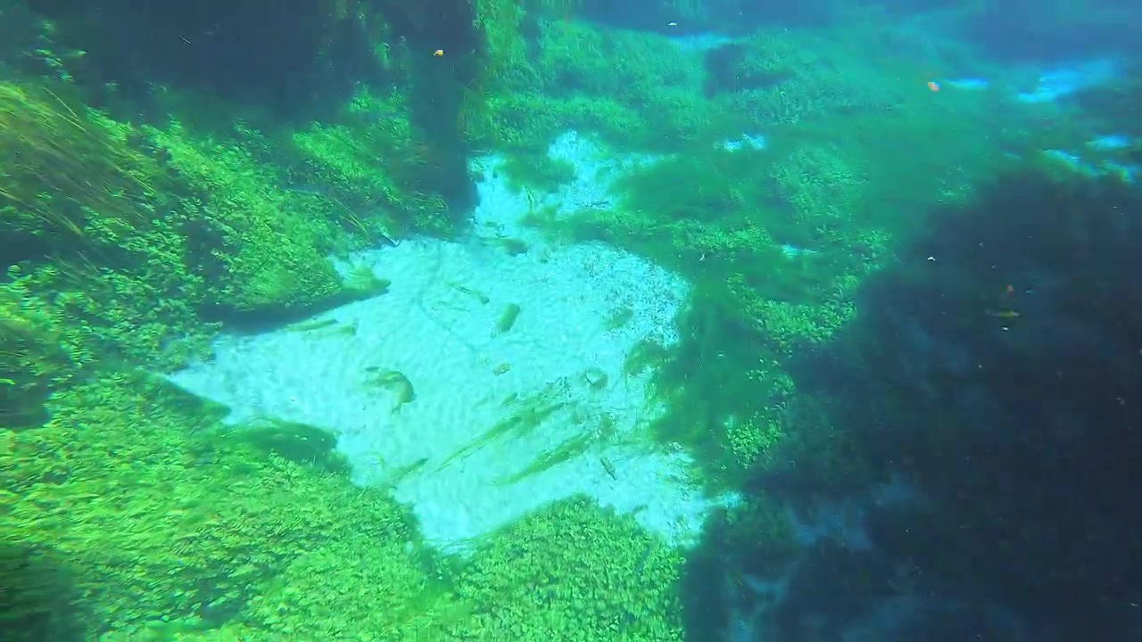 Underwater View of Lush Aquatic Plants and Fish in a Clear Spring