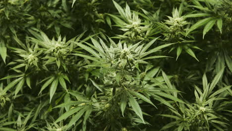 top down view of marijuana plants growing in an indoor grow house