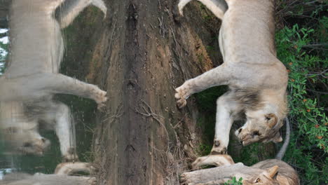 Vertical---Mirrored-Water-Reflection-Of-Lion-Walking-By-The-Water-Hole-In-South-Africa