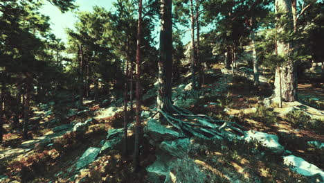 sunlit pine forest on rocky hillside