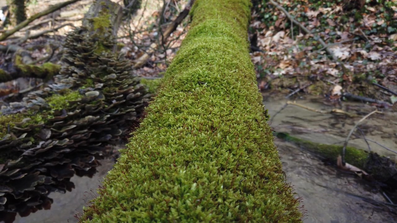 Corteccia di tronco d'albero coperta di muschio. Funghi di bosco su un tronco d'albero. Cerrena unicolor, comunemente conosciuta come poliporo labirintico muschioso, cresce su un albero caduto
