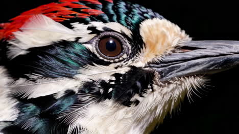 close-up of a colorful bird's head and eye