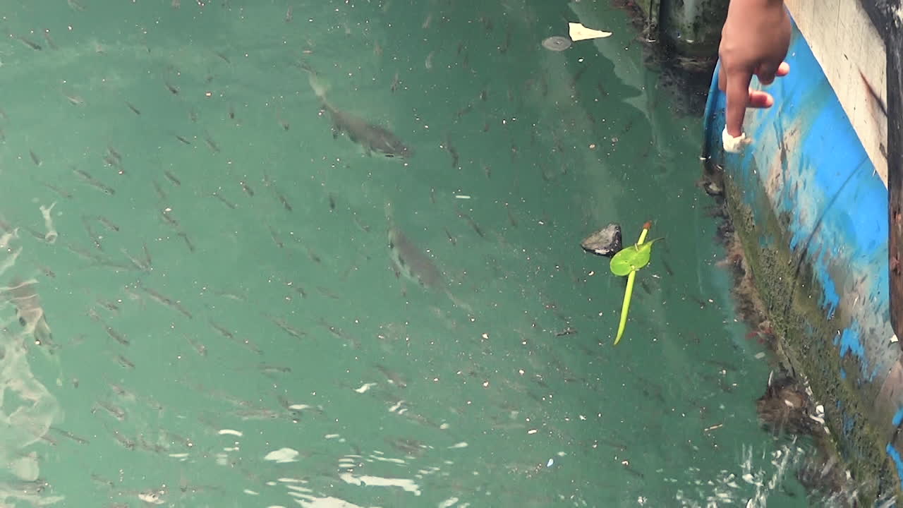 un pez salta de un estanque y no toma comida de la punta de un dedo humano