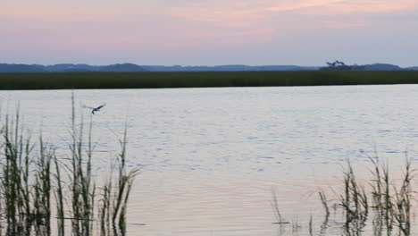 Vogel-Schnappt-Sich-Fisch-Und-Lässt-Ihn-Fallen,-Während-Er-Wegfliegt,-Sonnenaufgang