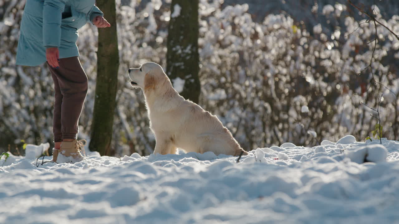 mujer dando un regalo a su perro mientras camina en un parque nevado en un claro día de invierno