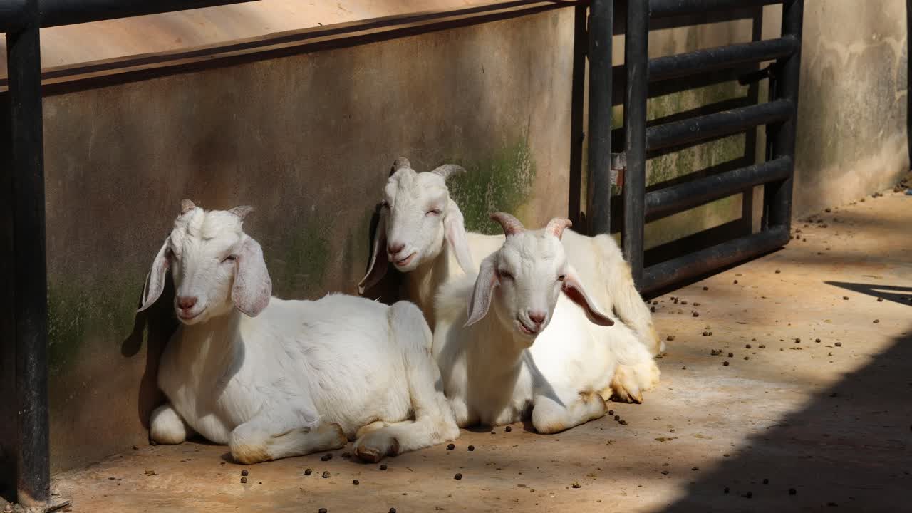 몇 마리의 염소들이 누워서 머리를 움직이고 있다