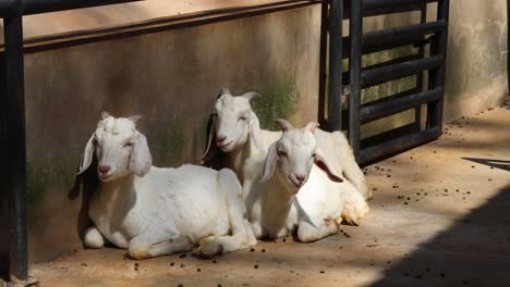 several goats lying down and moving heads