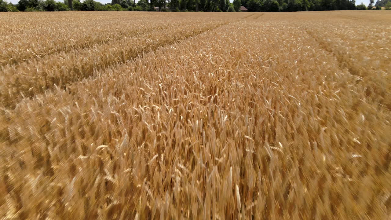 возделываемые посевы ячменя, съемка с воздуха с низкой высоты