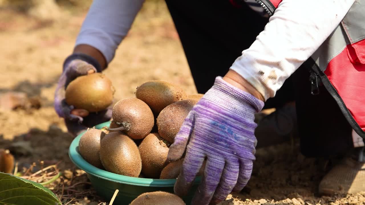 Farmers picking kiwis on a plantation in Shaanxi Province, China.