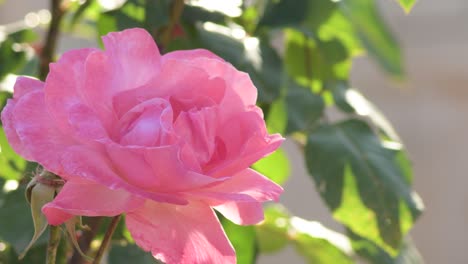 pink rose in a garden