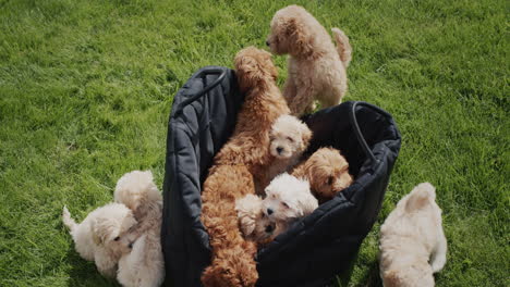 travel bag with maltipu puppies stands on green grass