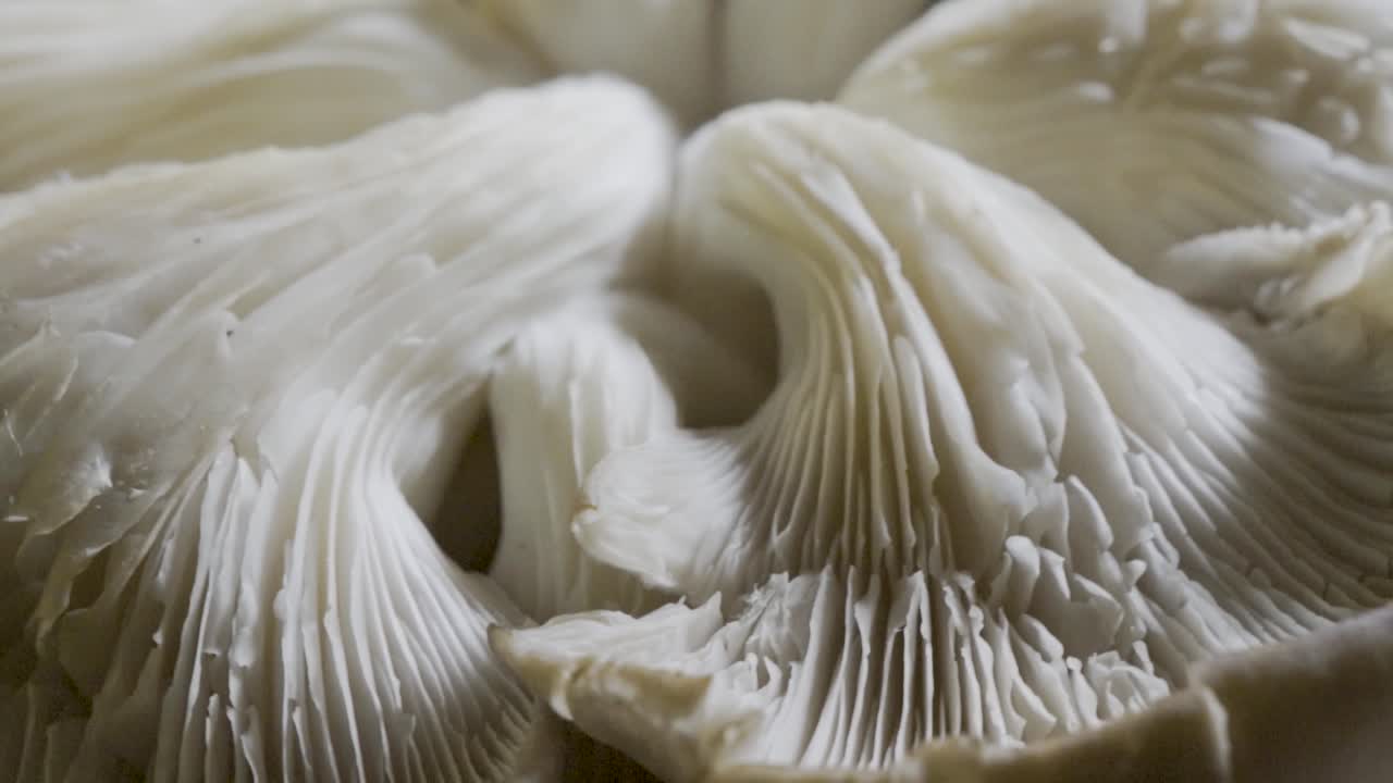 primer plano de setas de ostras