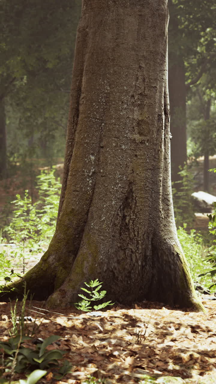 primer plano de un tronco de árbol en un bosque