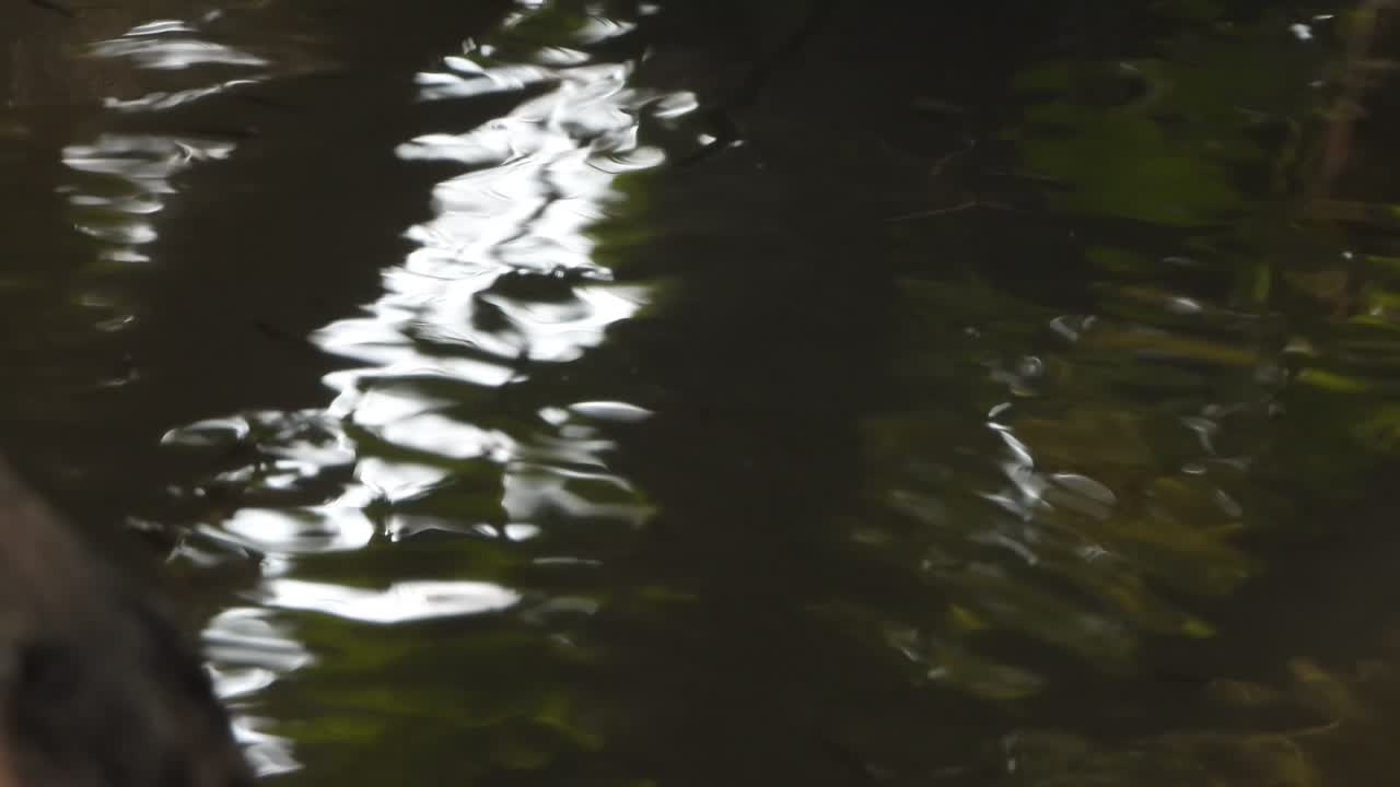 Small fish - swimming - playing on water 