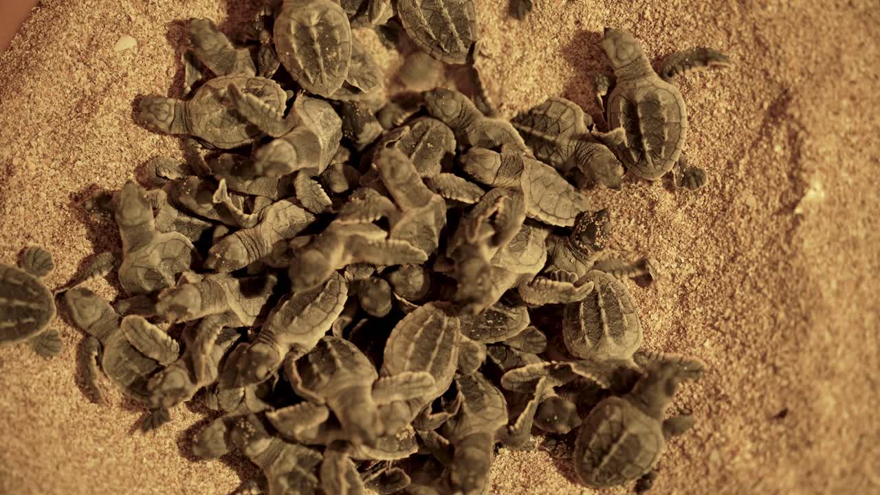 Beautiful pattern tortoiseshell hawksbill sea turtle sand beach Iran wildlife nature landscape night animal turtle group aquatic baby tiny hatchling persian Gulf crawl ocean survival dawn darkness uae