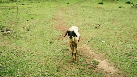 Einsame-Schwarze-Und-Weiße-Schafe,-Die-Hungrig-Und-Schmutzig-Auf-Einem-Landwirtschaftlichen-Feld-Stehen