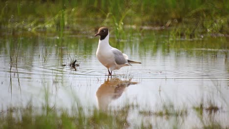 Lachmöwe-Auf-Der-Suche-Nach-Nahrung-Im-Seichten-Wasser