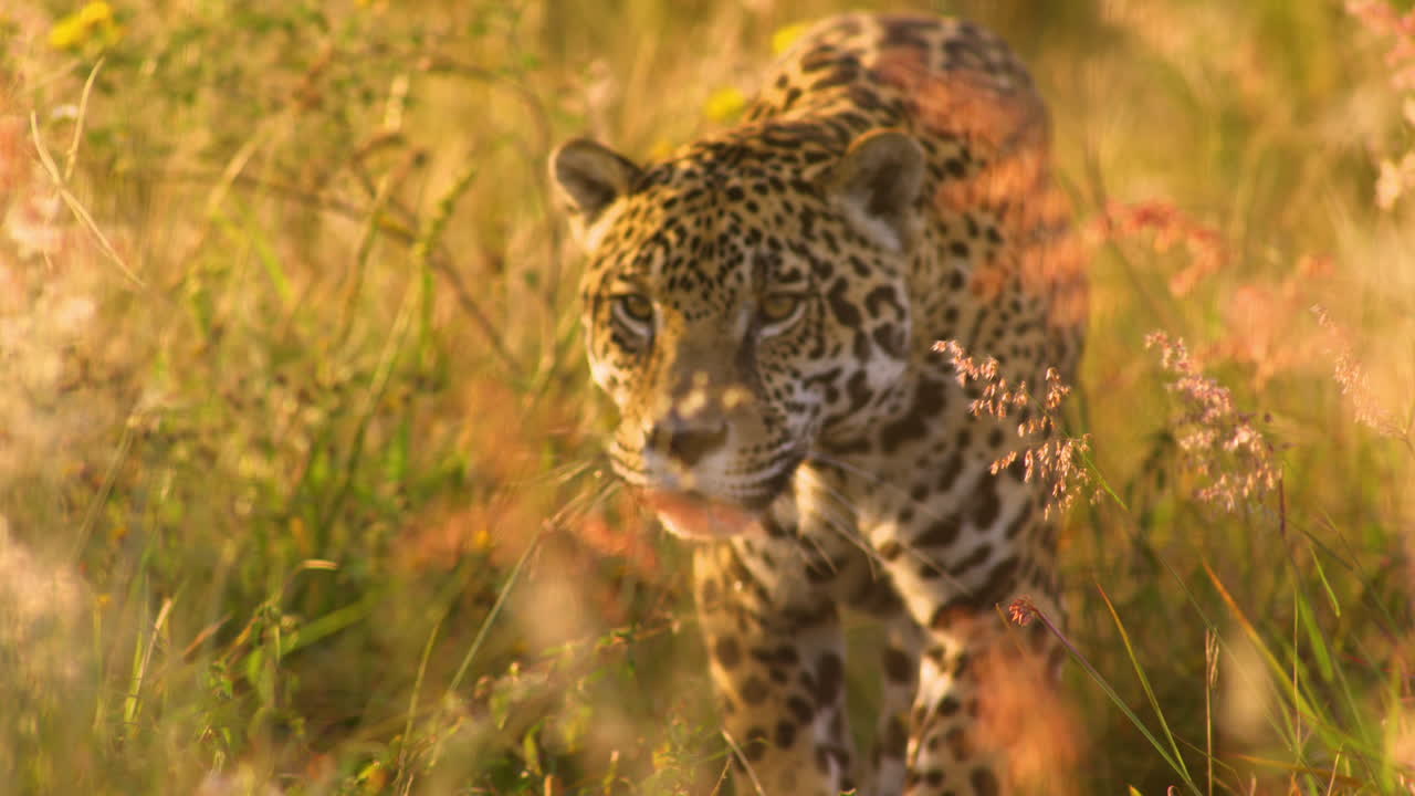 A Mexican jaguar walks gracefully beside thick bushes in its natural habitat. The scene captures the elegance and power of this majestic wild cat in the heart of nature